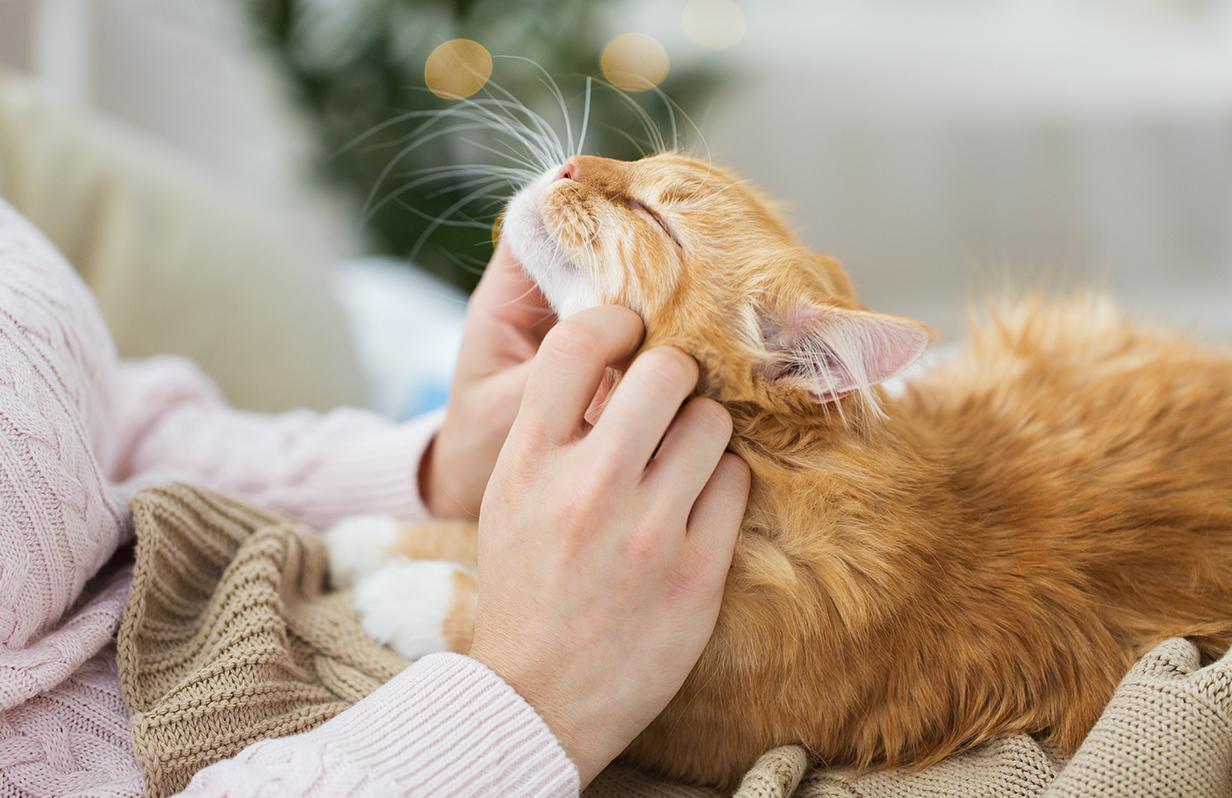 World Mental Health Day: Mood-Boosting Tips for Your Pet
