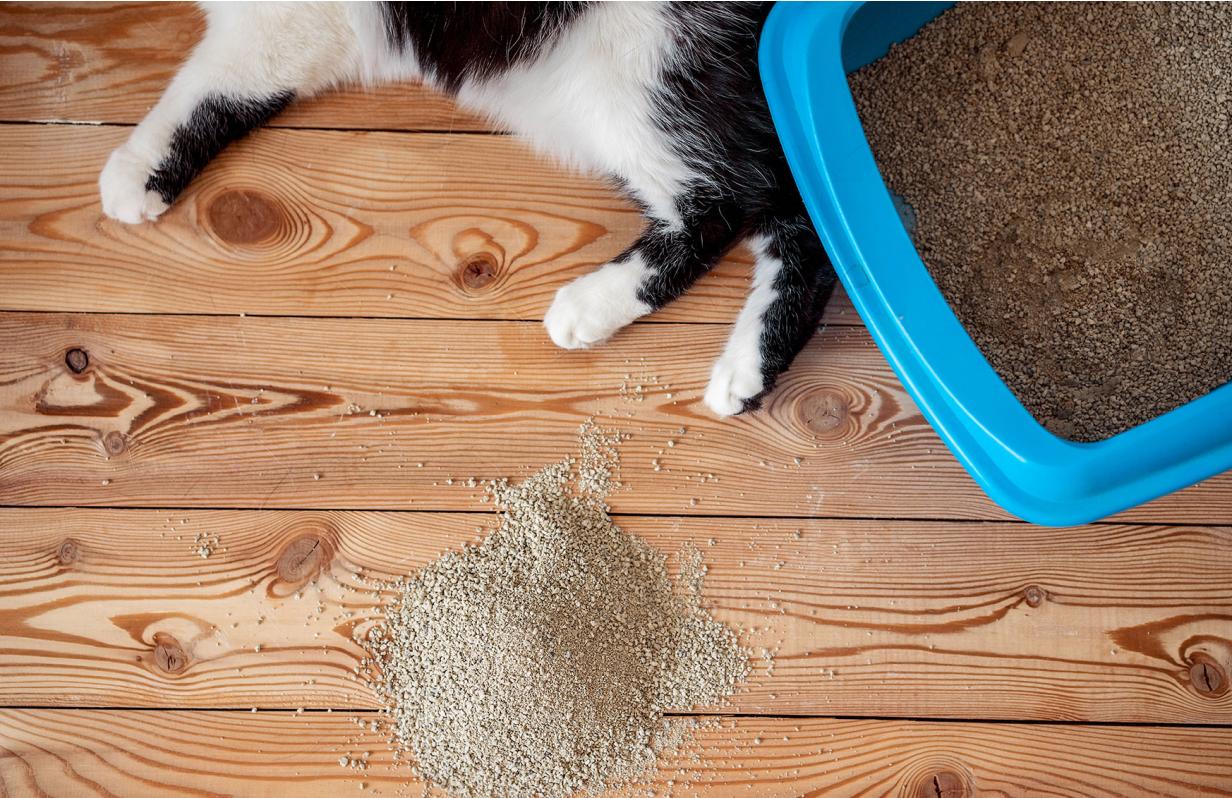5 Steps to Litter Training your Cat