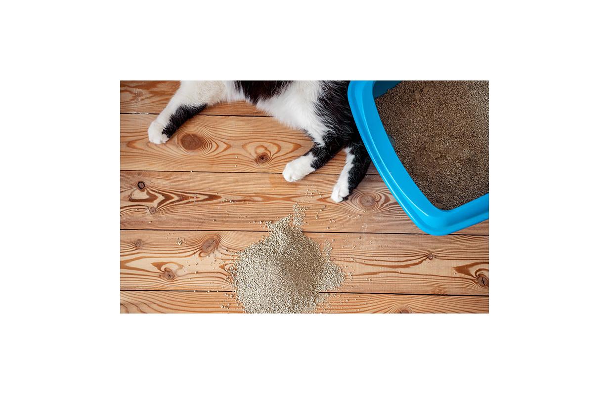 5 Steps to Litter Training your Cat
