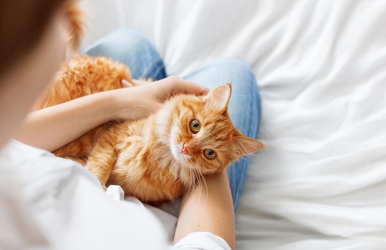 How to Take Care of a Cat: A Comprehensive Guide for Fur Parents 