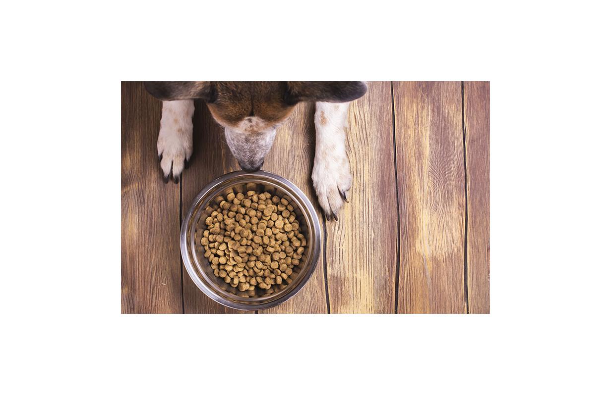 How to change your dog's food in the right way
