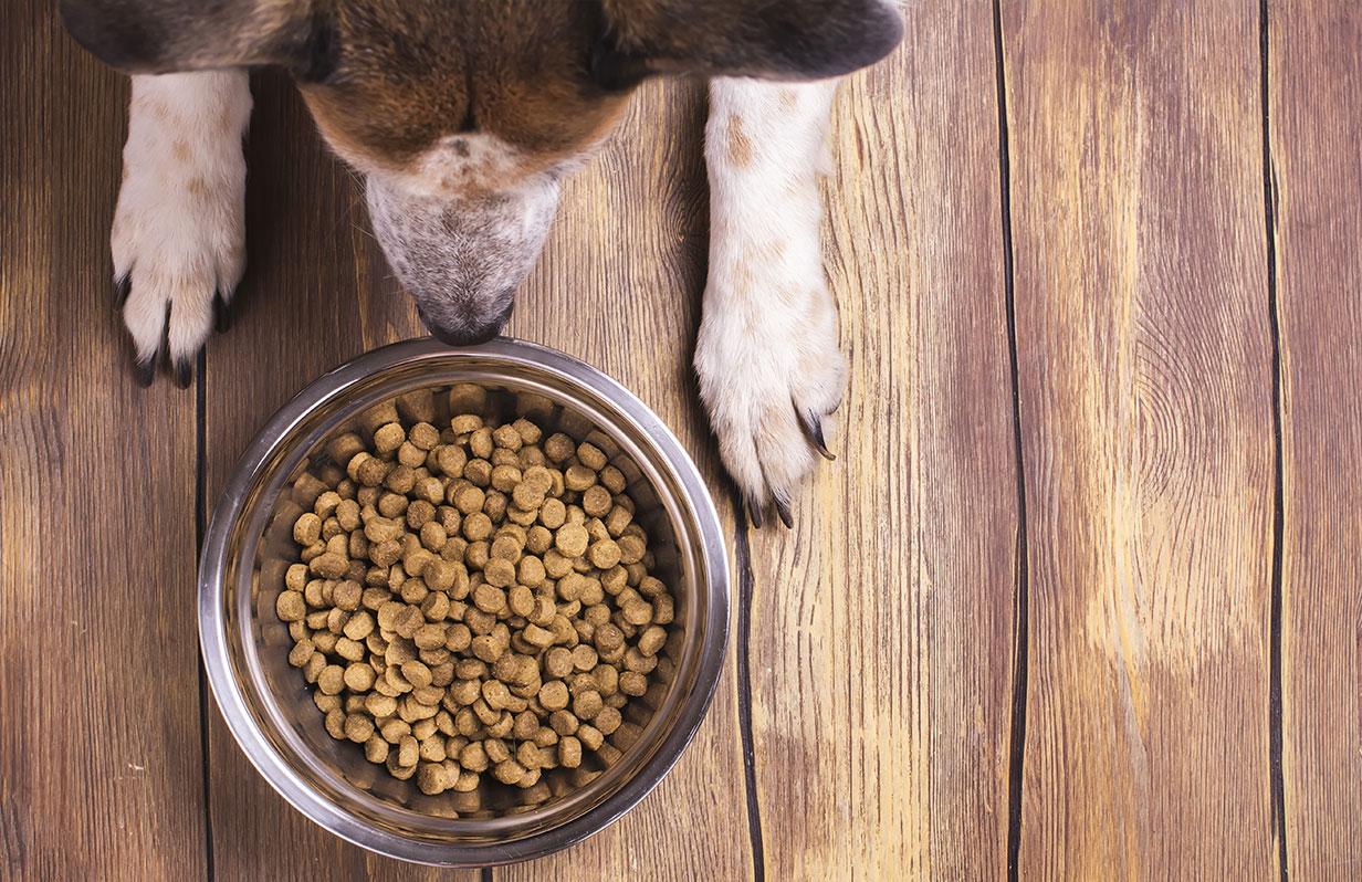 How to change your dog's food in the right way