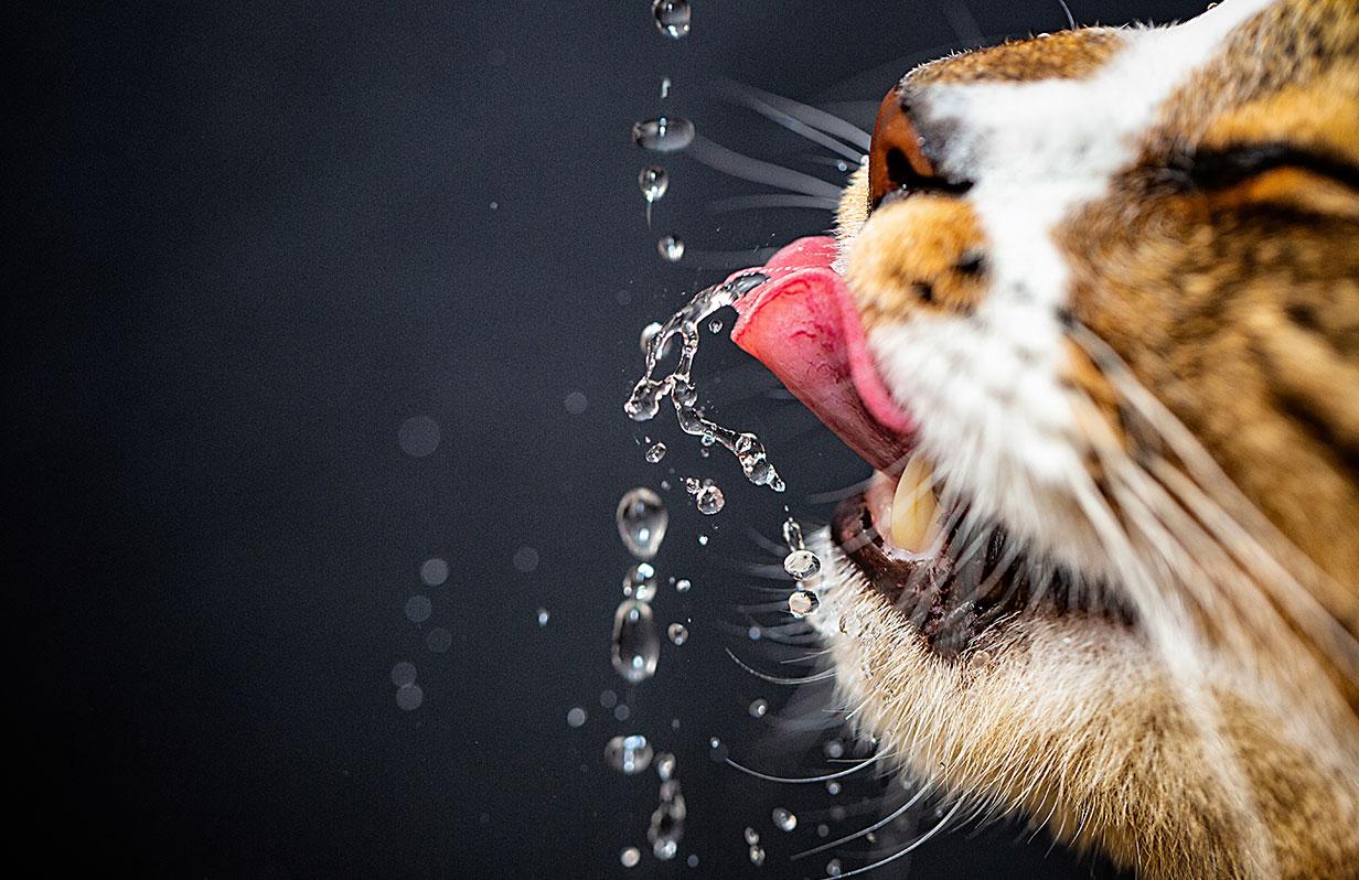 Is your cat getting enough moisture from his diet?