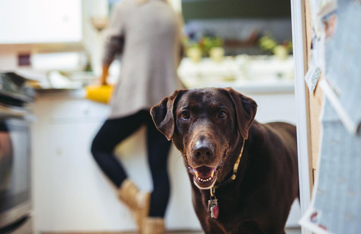 The things in your kitchen that can harm your dog…