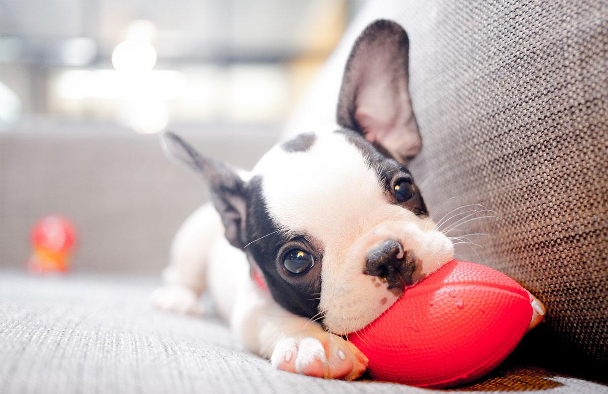 The Definitive Guide to Correctly Feeding Your New Puppy