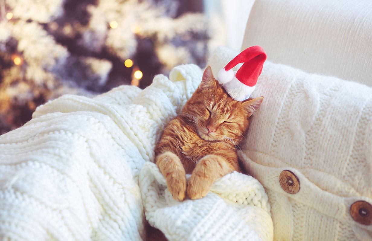 Cat vs the Christmas tree