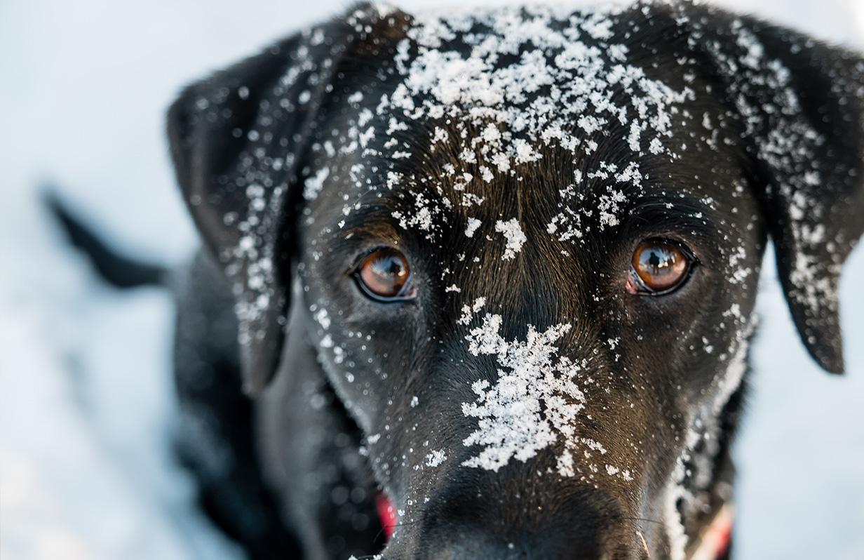 Cold weather tips for your pup