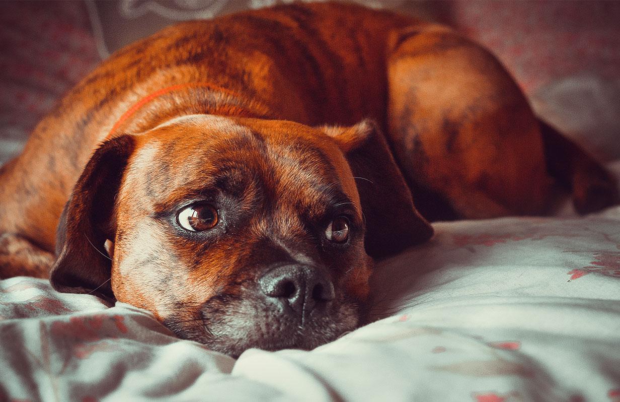 Is your dog’s food affecting his mood?