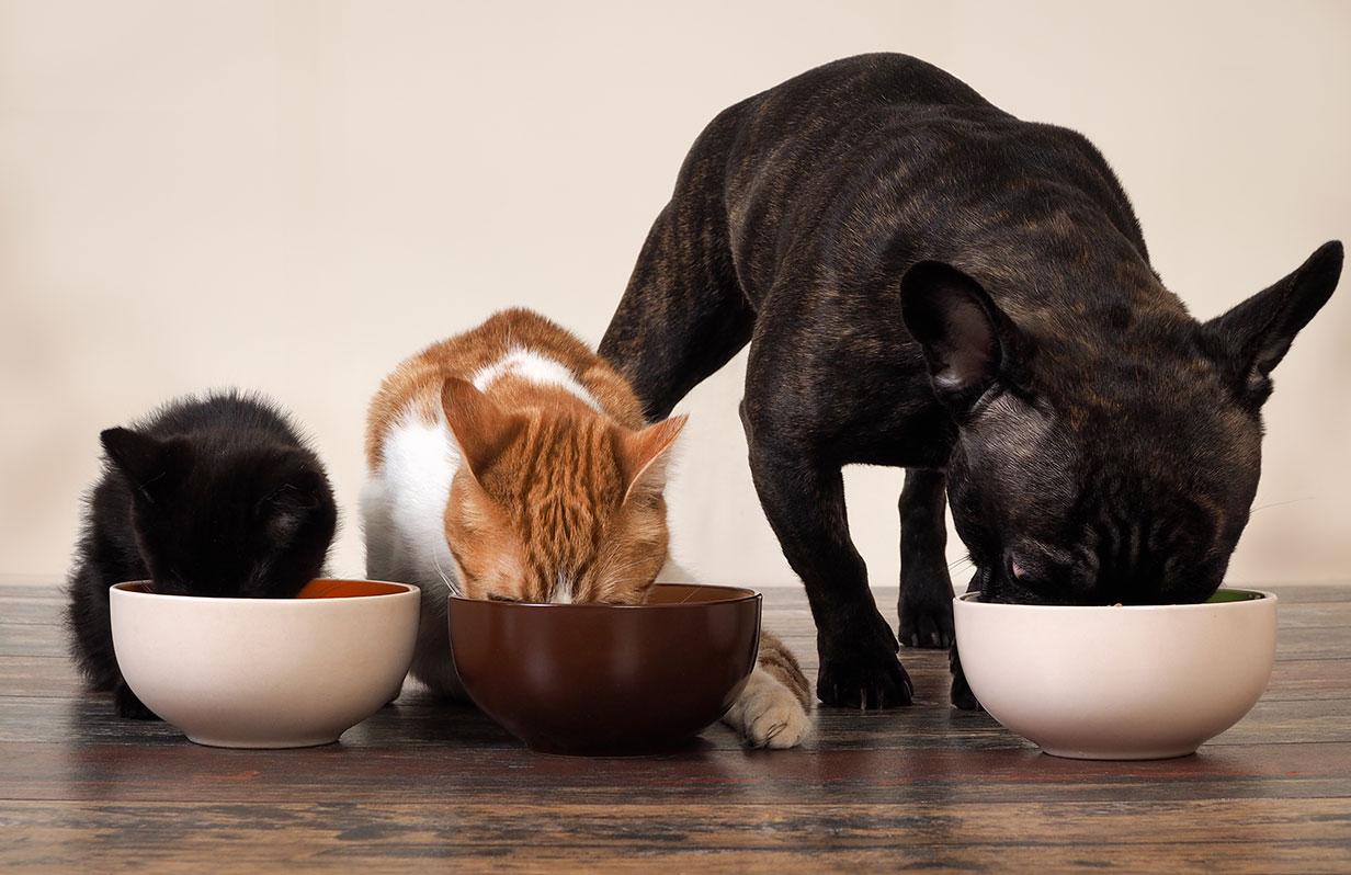 Complete or complementary pet food? What is the difference?