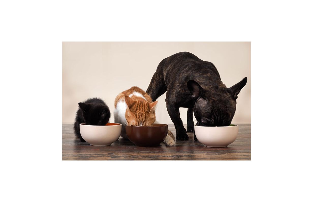 Complete or complementary pet food? What is the difference?