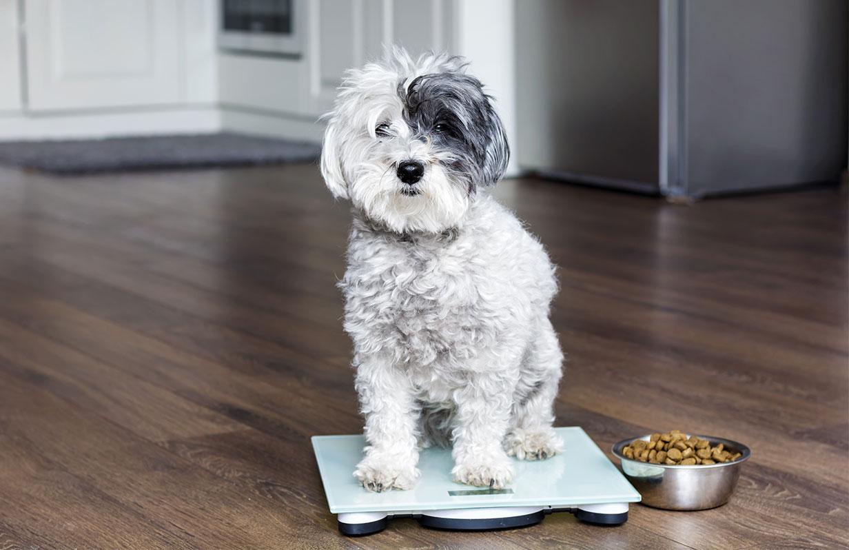 Is your overweight dog struggling to lose weight?