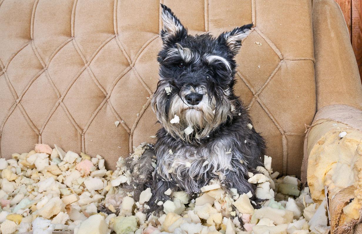 Pet-friendly decorating mistakes you might be making