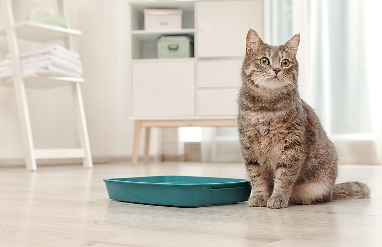 Potty training your dog or cat? Here are our top tips