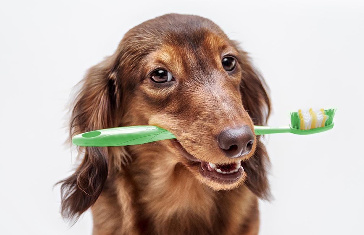 Why you need to take care of your pet’s dental health