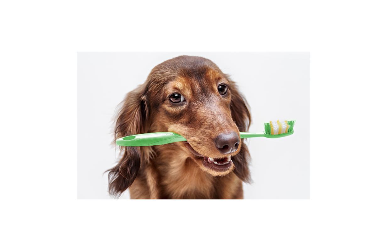 Why you need to take care of your pet’s dental health