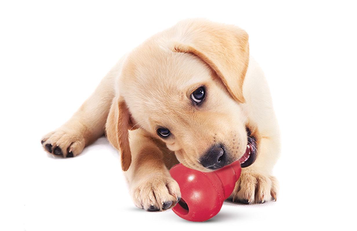 How to choose the right KONG for your dog