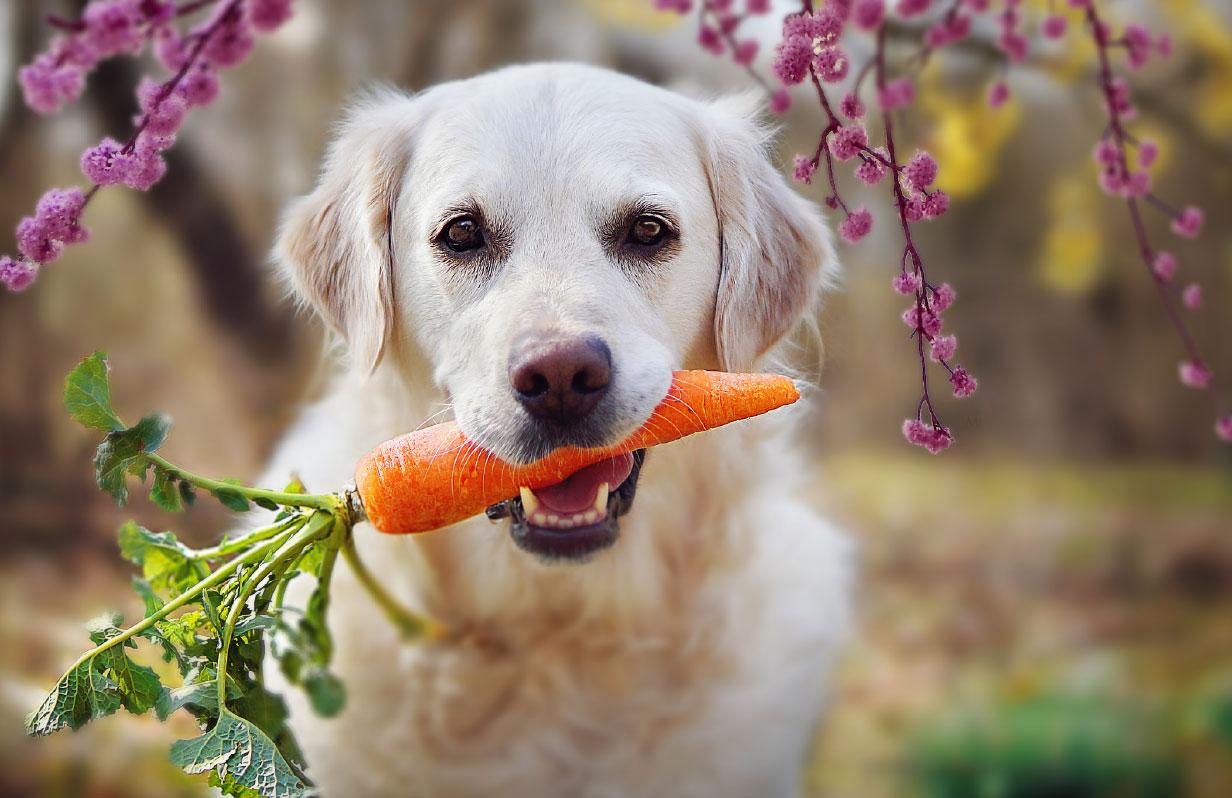 Thinking about putting your pet on a meat free diet?