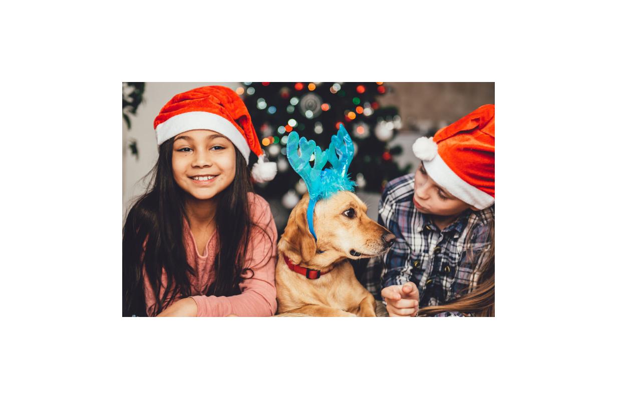 Christmas and your dog