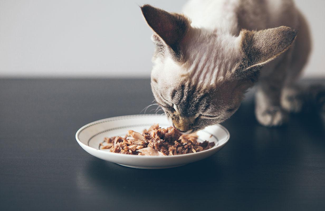 Cat food toppers and why you might need them