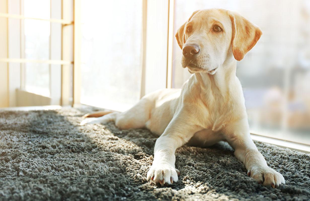 5 ways to exercise your dog indoors