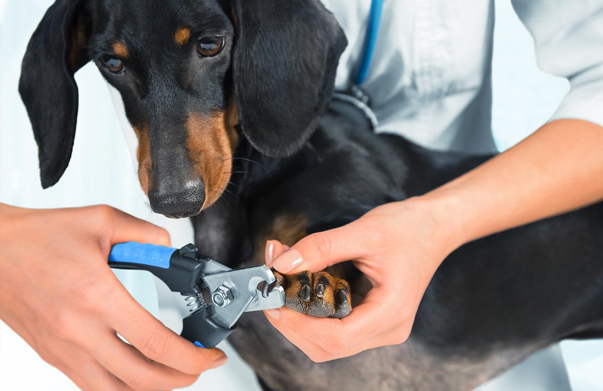 How to trim your pet's nails at home