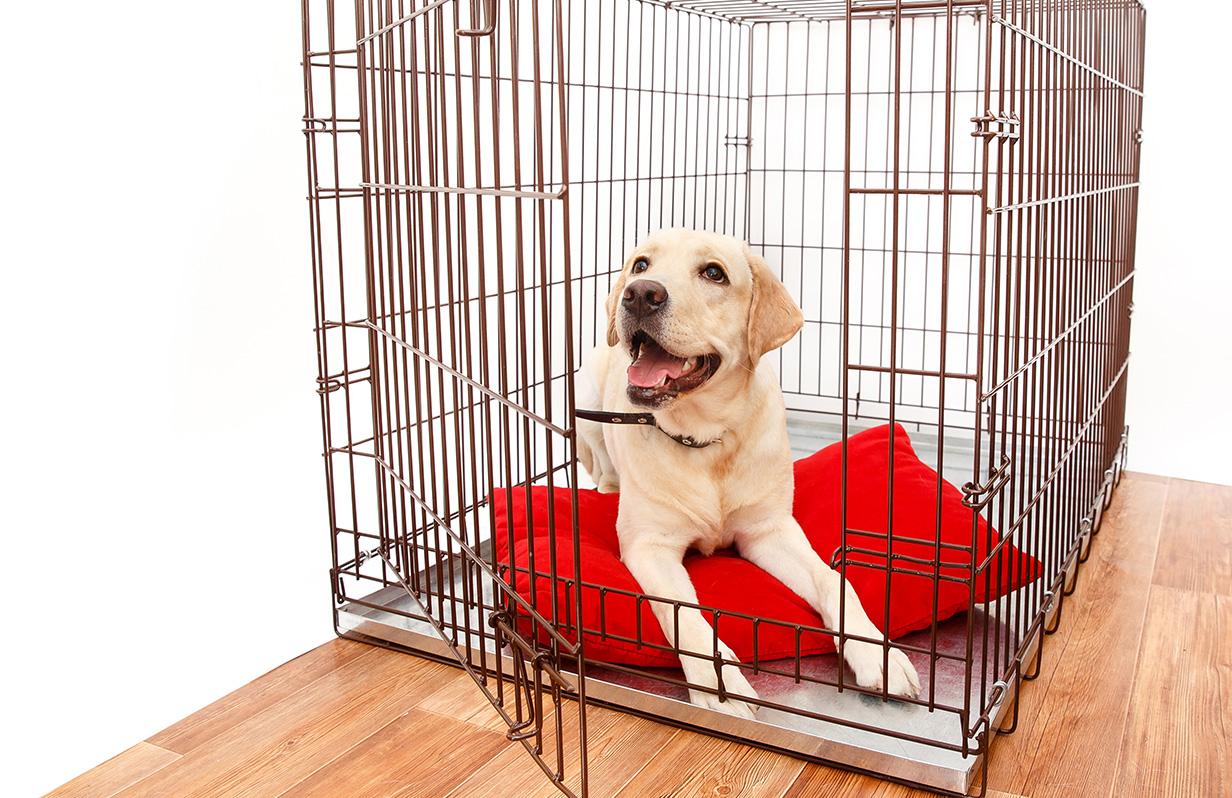 How to Potty Train your Dog