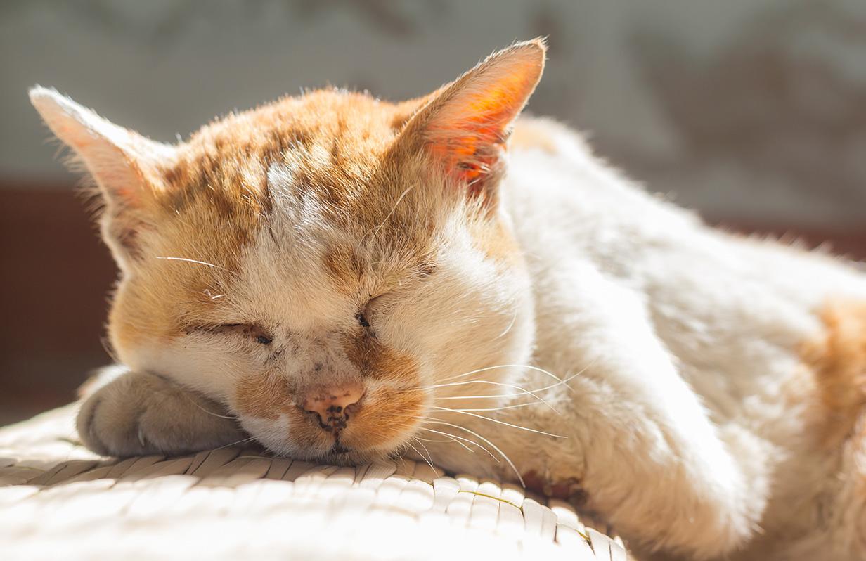 Arthritis in cats: What you need to know