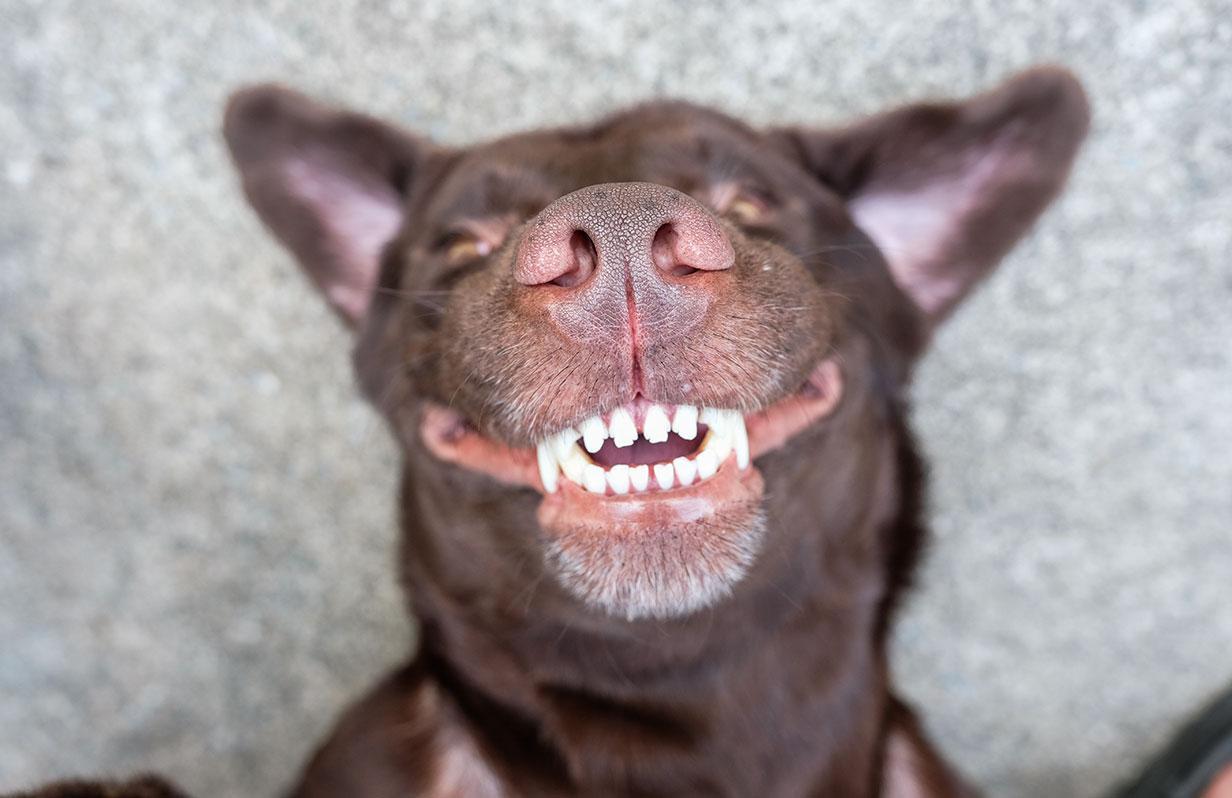 Your pet’s smile matters too!