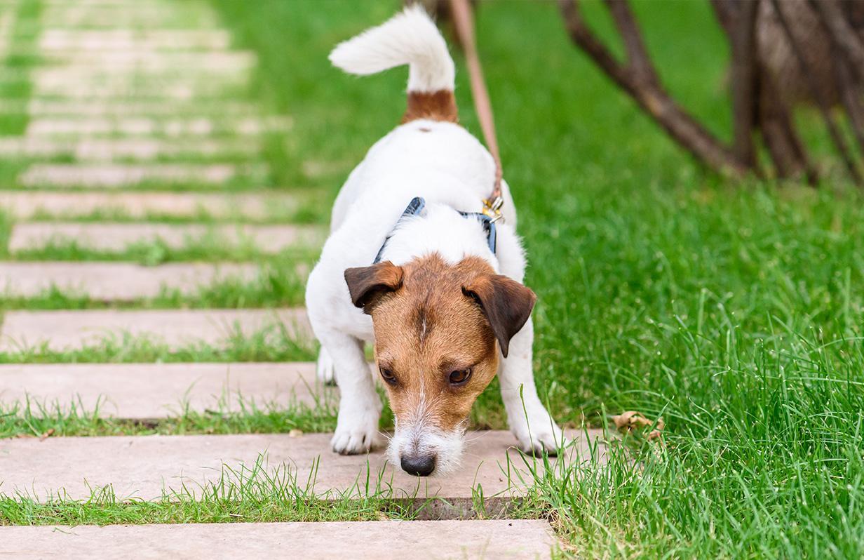 Is Your Dog Pulling On The Lead? Here’s What  You Could Do