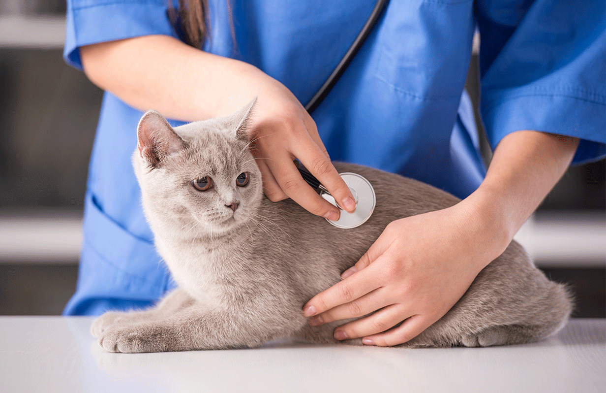 World Diabetes Day! Ways To Help Our Pets