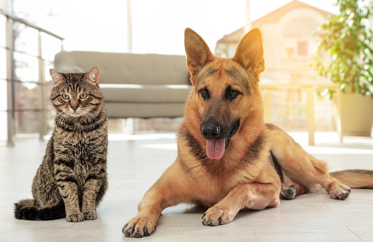 A Guide to Properly Introducing a New Pet to your Cat or Dog