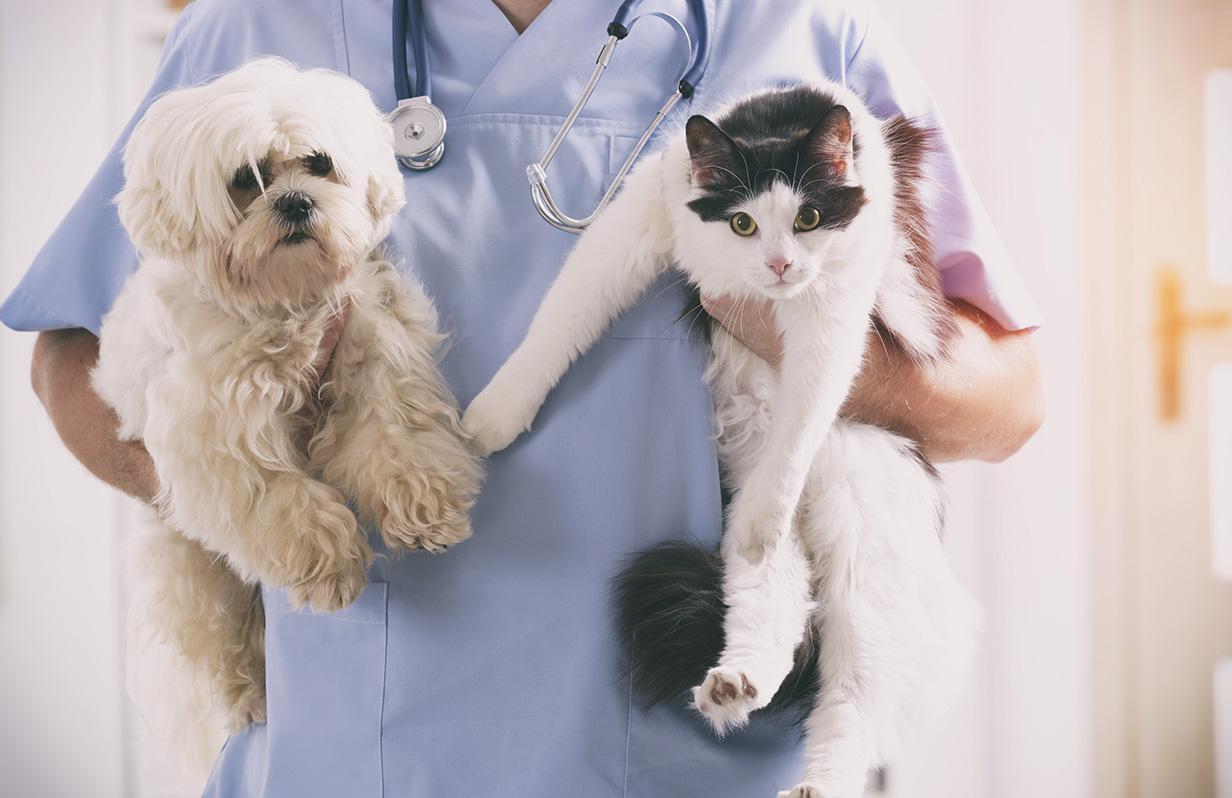 Questions to ask your Vet during your pet’s next visit to the veterinary clinic