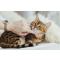 Pet Supplies Special Offers & What To Know Before Getting A Cat