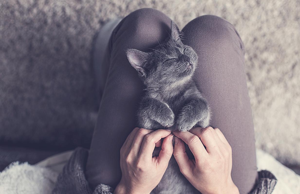 8 Tips to Keep Your Cat Calm