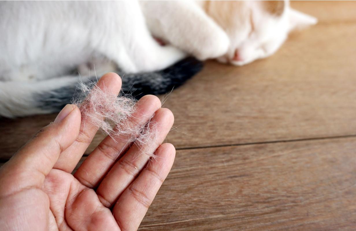Dealing with Your Cat’s Excessive Shedding