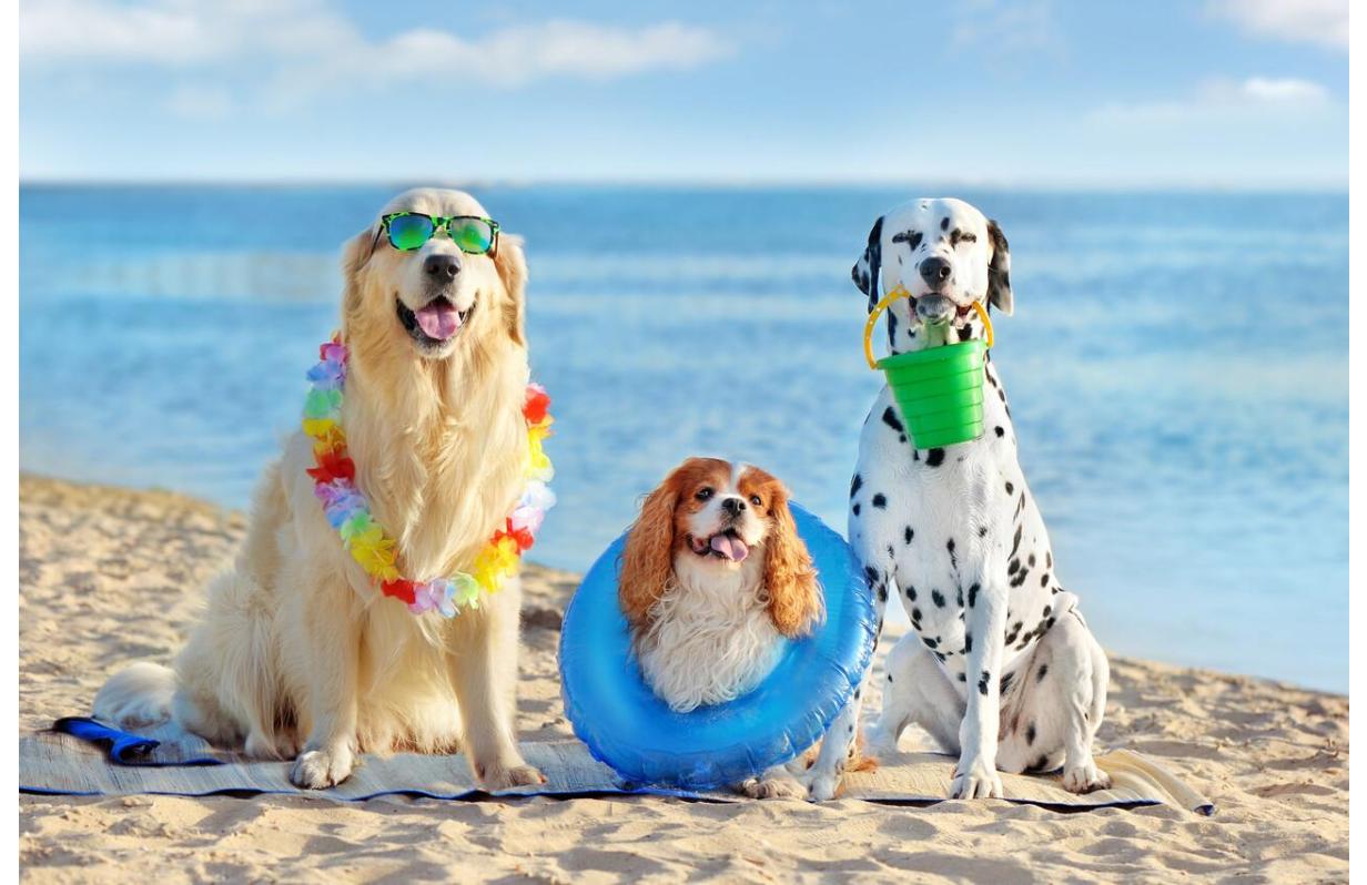 The Top Pet-Friendly Vacation Locations: Superb Sojourns With Your Furry Friends