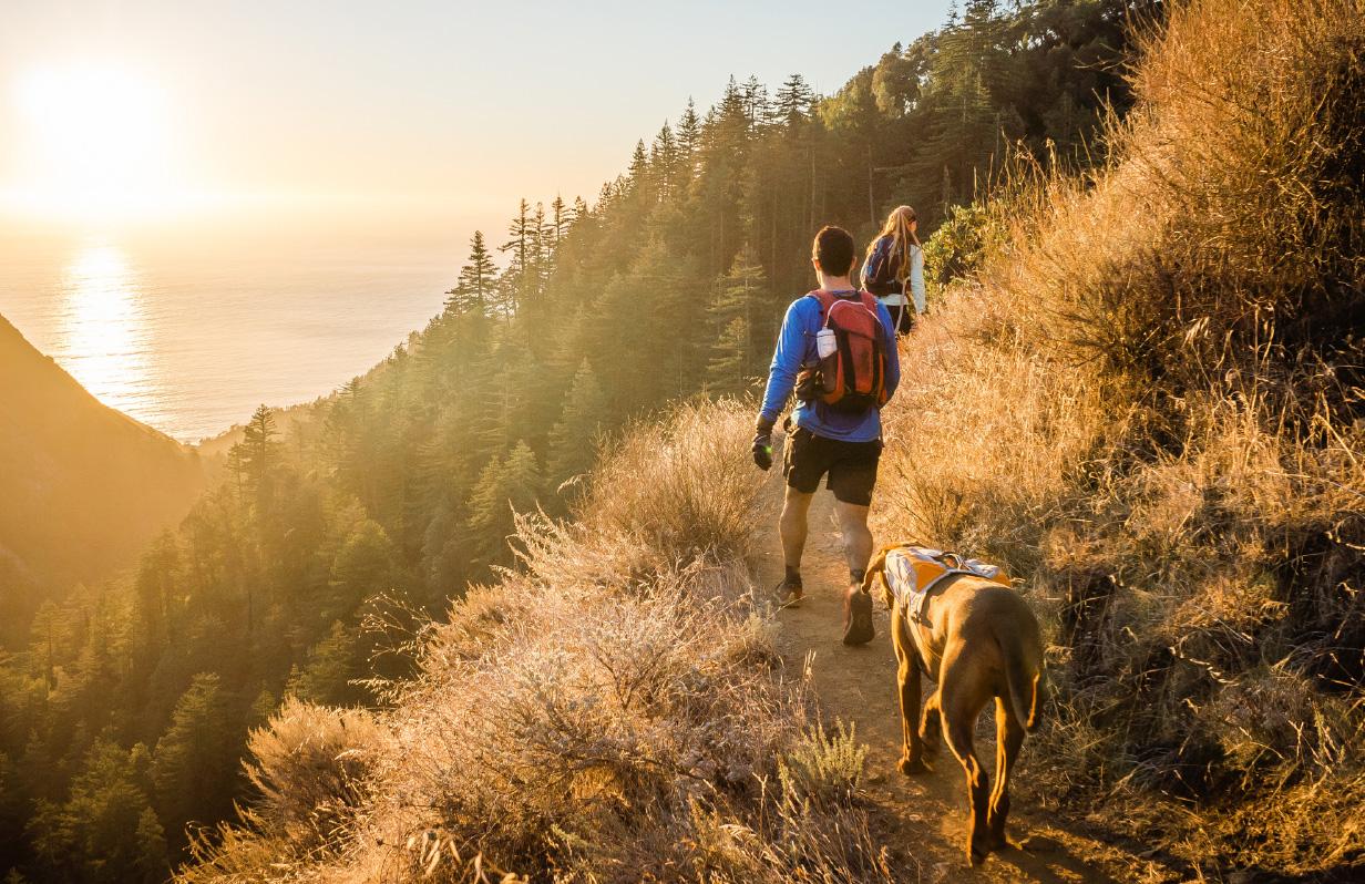 Adventures with your dog: what you need