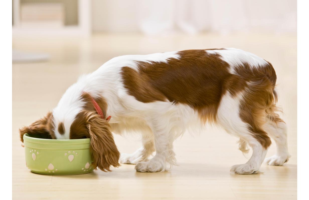 Your Dog’s Nutrition: The Ultimate Guide