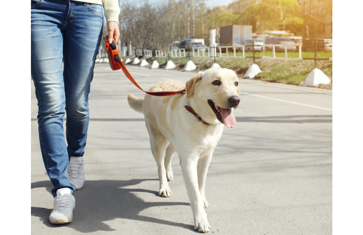 Let’s get outside: Train and Walk Your Dog Month