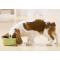 Your Dog’s Nutrition: The Ultimate Guide