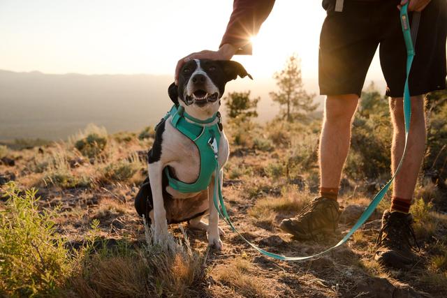 Is Your Dog Pulling On The Lead? Here’s What You Could Do